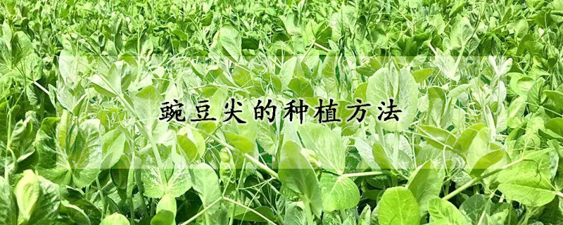 豌豆尖的种植方法