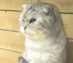 宠物店一只猫长大了还没卖出去，看到人就一脸杀气：谁敢买我！