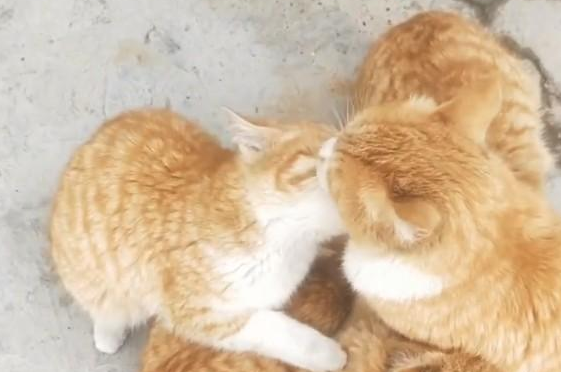 橘猫妈妈生了一群啃老族，它好辛苦啊，真让人心疼