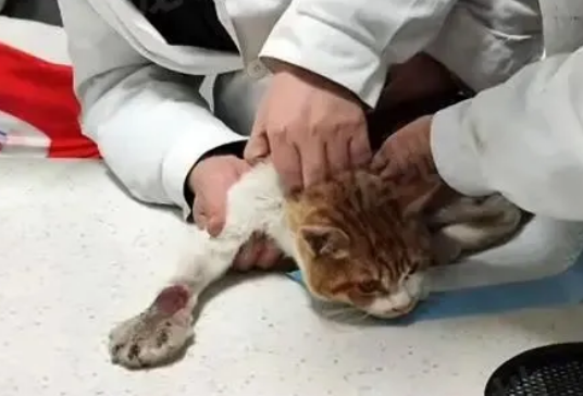 虐猫者故意饿死小猫，但猫在被摸时仍然拿头蹭手…