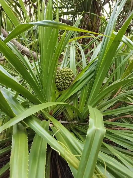 小露兜是什么植物？它有哪些独特的魅力和实用价值？