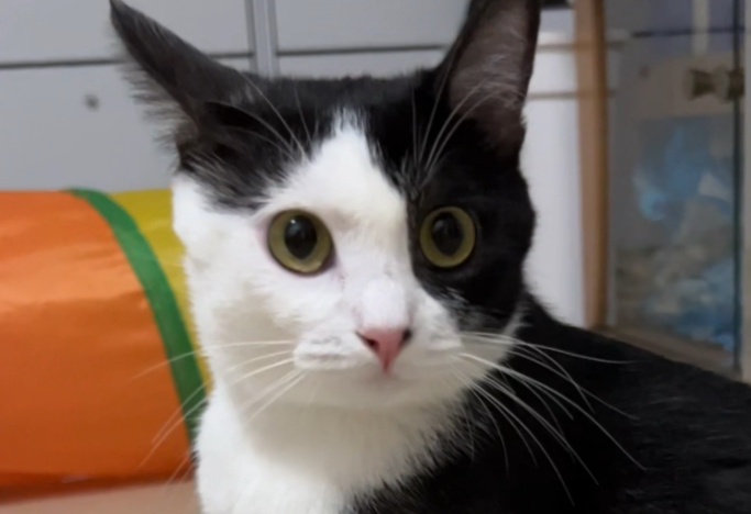 猫咪看主人化妆，眼睛瞪得像铜铃：我去，这是大变活人啊！