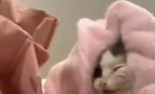 武汉男子领养流浪猫虐待致死，尸检报告揭露其残忍行径