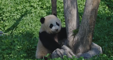 大熊猫老来小吃药全靠哄，可爱一辈子