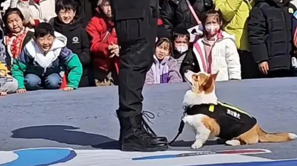 全国首只柯基警犬“入编”前是宠物狗，训导员：腿短不是缺点是优势