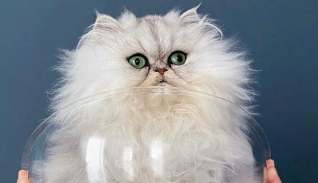 金吉拉猫黏人到把主人当成“猫窝”，竟还能趴在主人这里...