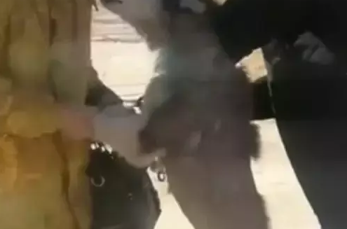 哈士奇不小心走丢，主人好不容易找到它，结果二哈还生气了
