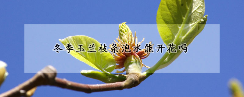 冬季玉兰枝条泡水能开花吗