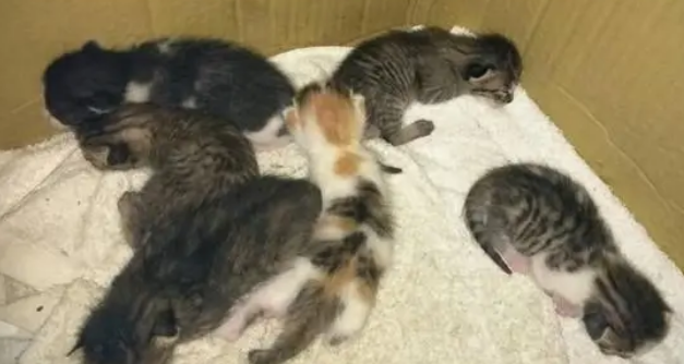 收养了一只流浪猫，回来就见床上多了6只小奶猫，这是拖家带口啊