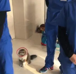 宠物医院开早会，猫咪也一本正经的来参加：我有意见要提！