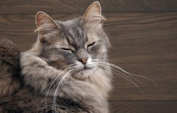 养在浙江的宠物猫失踪，定位器显示被运至广州 女孩坐飞机跨越1600公里救爱猫