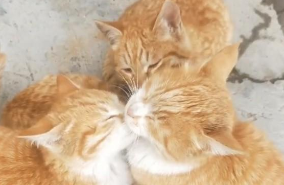 橘猫妈妈生了一群啃老族，它好辛苦啊，真让人心疼