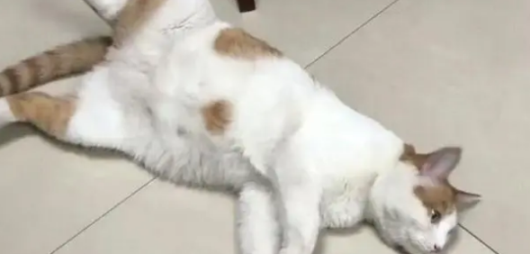 橘猫当上了“公务员”，业务能力出色，走上了猫生巅峰啊