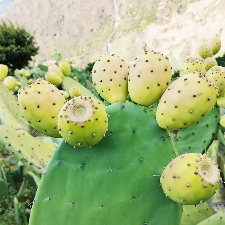 仙人掌果每年都结果吗？生长周期与影响因素关系