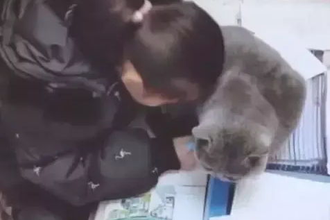 千万别让孩子养猫，因为真的太耽误孩子的学习了