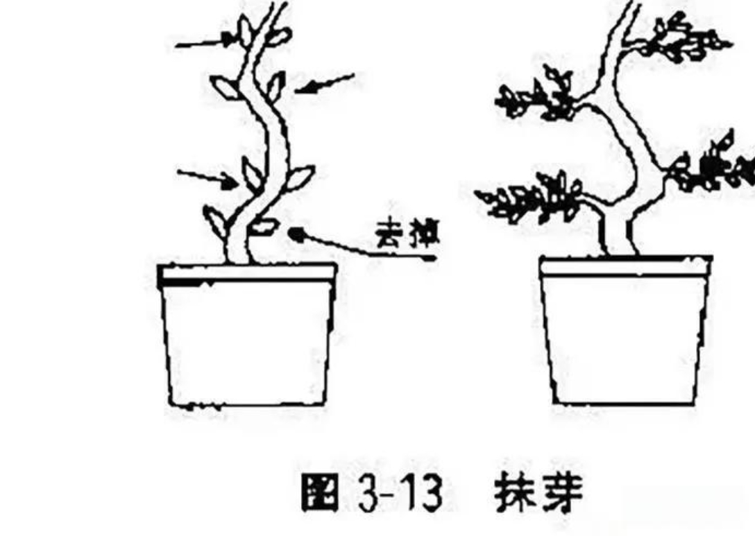 探春花修剪造型指南图解，一剪一世界，美出春日限定款！