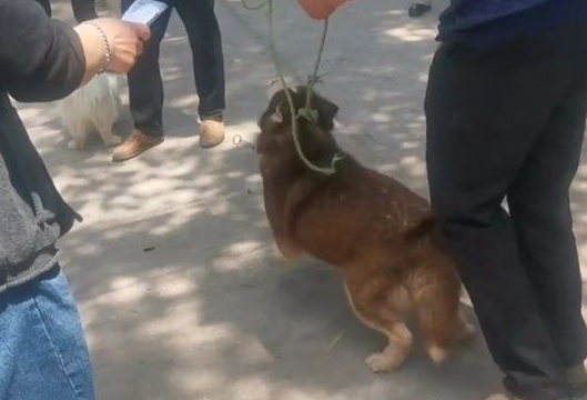 哈士奇刚下狗肉车就恢复本性，看到集市里的鸽子眼睛就发光