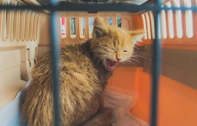 小猫被困积雪喊“救命”，暖男花3小时救猫，猫：都怪你动作太慢