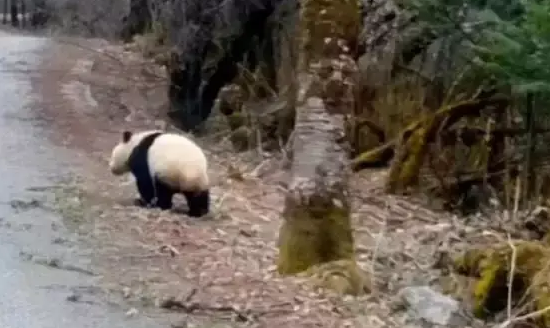 网友偶遇一只横穿马路的熊猫，探头探脑的样子不要太萌！