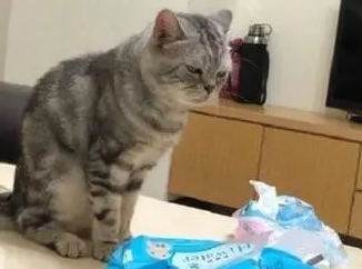 主人吃汉堡，猫咪一脸哀怨地坐在身后：我的呢，当我不存在吗