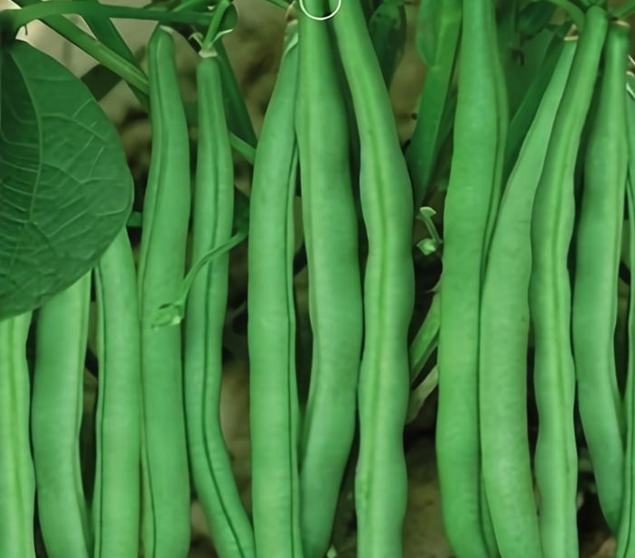 四季豆常见的虫害有哪些,如何防治?