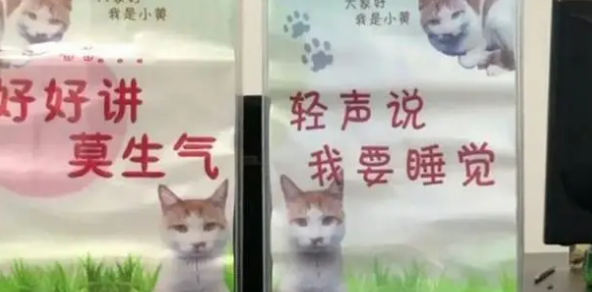 橘猫当上了“公务员”，业务能力出色，走上了猫生巅峰啊