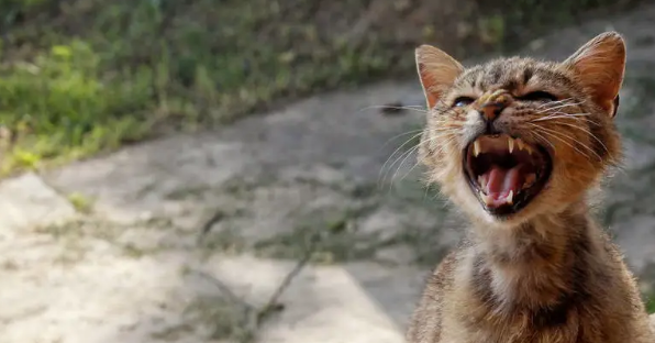 流浪小猫腿伤被送医，猫妈一路寻来探望，小心翼翼的样子让人揪心