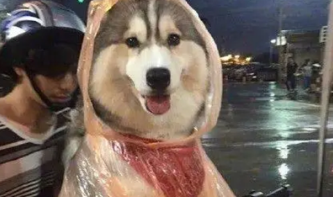 哈士奇看见狐狸雕像后，竟然做出了让人羞脸的事