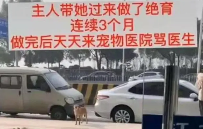 狗子绝育后找医生寻仇，在门口骂街3个月，医患关系很紧张