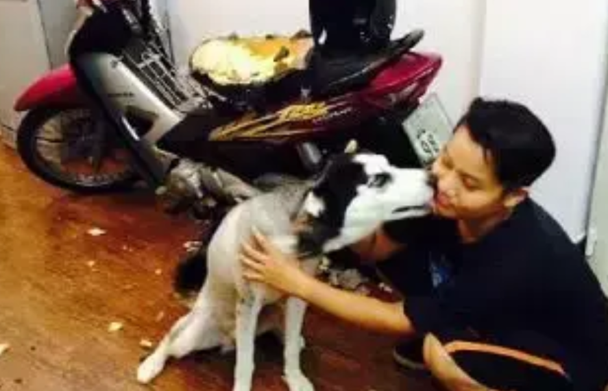 	 二哈又惹祸了，它拆了主人的摩托车，但主人的举动却更搞笑