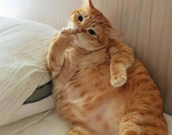 猫咪太胖舔不到肚子上的毛，一脸委屈的看铲屎官：还不过来帮忙！