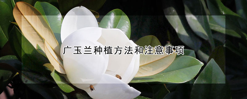 广玉兰种植方法和注意事项