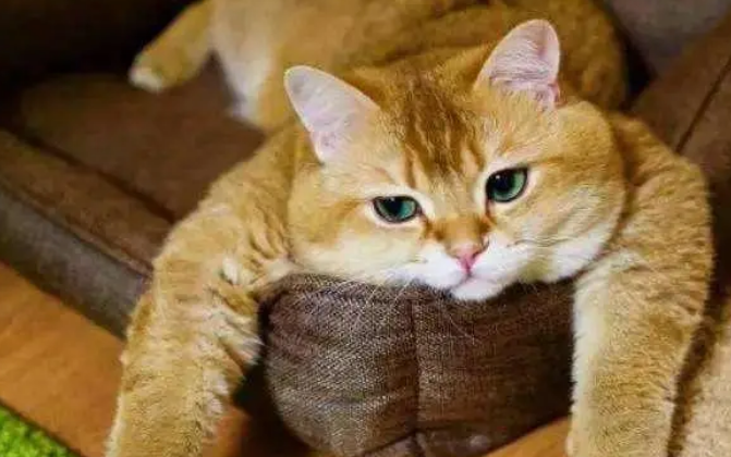 餐馆老板养的橘猫，经常偷偷溜出来偷吃剩饭，怪不得这么胖
