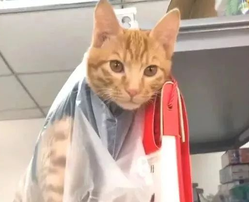橘猫犯错被装进塑料袋高高挂起，复杂神情笑喷所有人