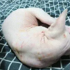 无毛猫和有毛的猫打架，身上留下一道道伤痕，主人：你咋那么虎呢