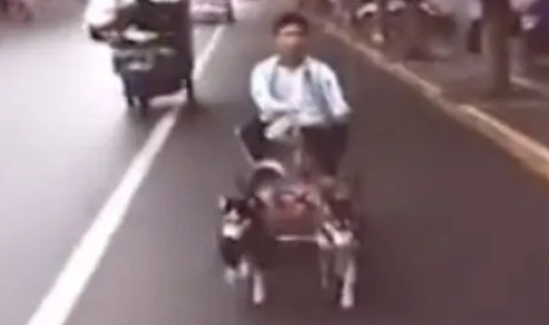 主人为了避免哈士奇撕家，竟然让哈士奇去拉车