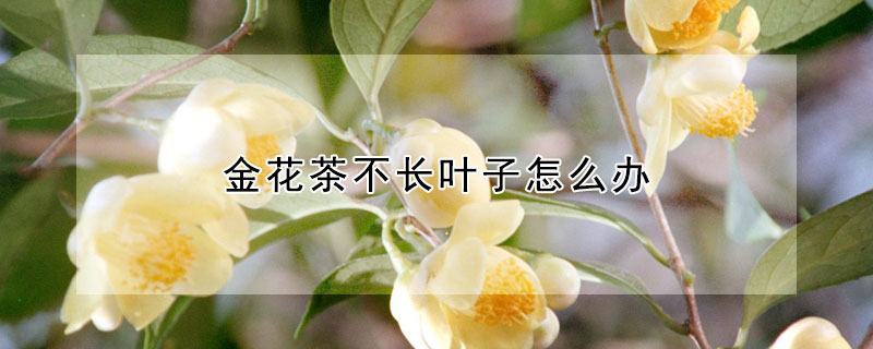 金花茶不长叶子怎么办