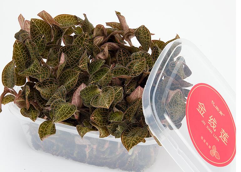 金线莲的疗效有哪些? 