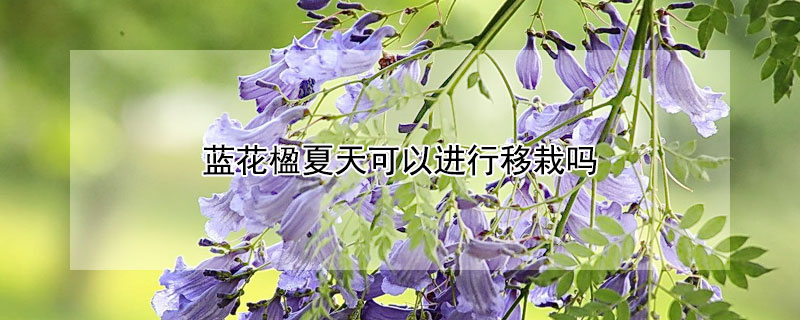 蓝花楹夏天可以进行移栽吗