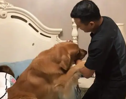 男主人伸手过去假装打女主人，金毛一个动作让他后悔了