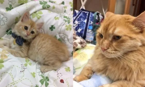 以为庭院里有两只橘猫，一只柴犬，没想到它们一回头，误会竟这么大...