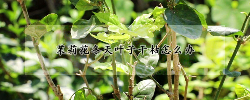 茉莉花冬天叶子干枯怎么办