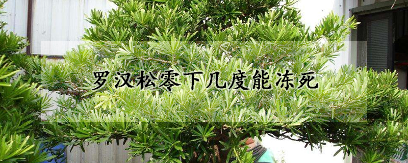 罗汉松零下几度能冻死