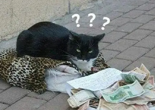 猫咪趴在街头睡觉，醒来后看到一盘子纸币