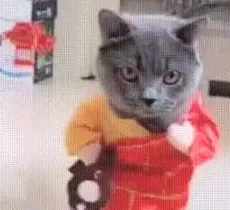 猫咪穿着和尚服走猫步，看到它走近，网友：我要笑抽筋了