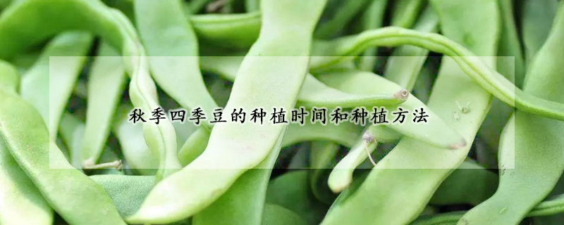 秋季四季豆的种植时间和种植方法