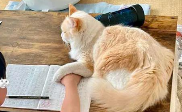 猫咪不让小铲屎官写作业，原来成绩不好真的是有猫腻的...