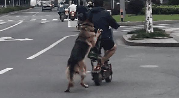 男子身体残疾，狗狗心疼主人，帮主人推车