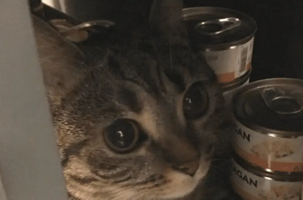 女子拿猫粮喂猫，却发现猫咪消失不见，打开柜子一看瞬间被萌化了 