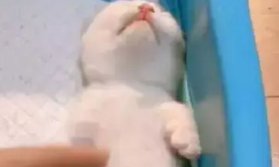 小奶猫睡得正香，主人使坏拿手戳它，结果猫咪的反应萌翻了